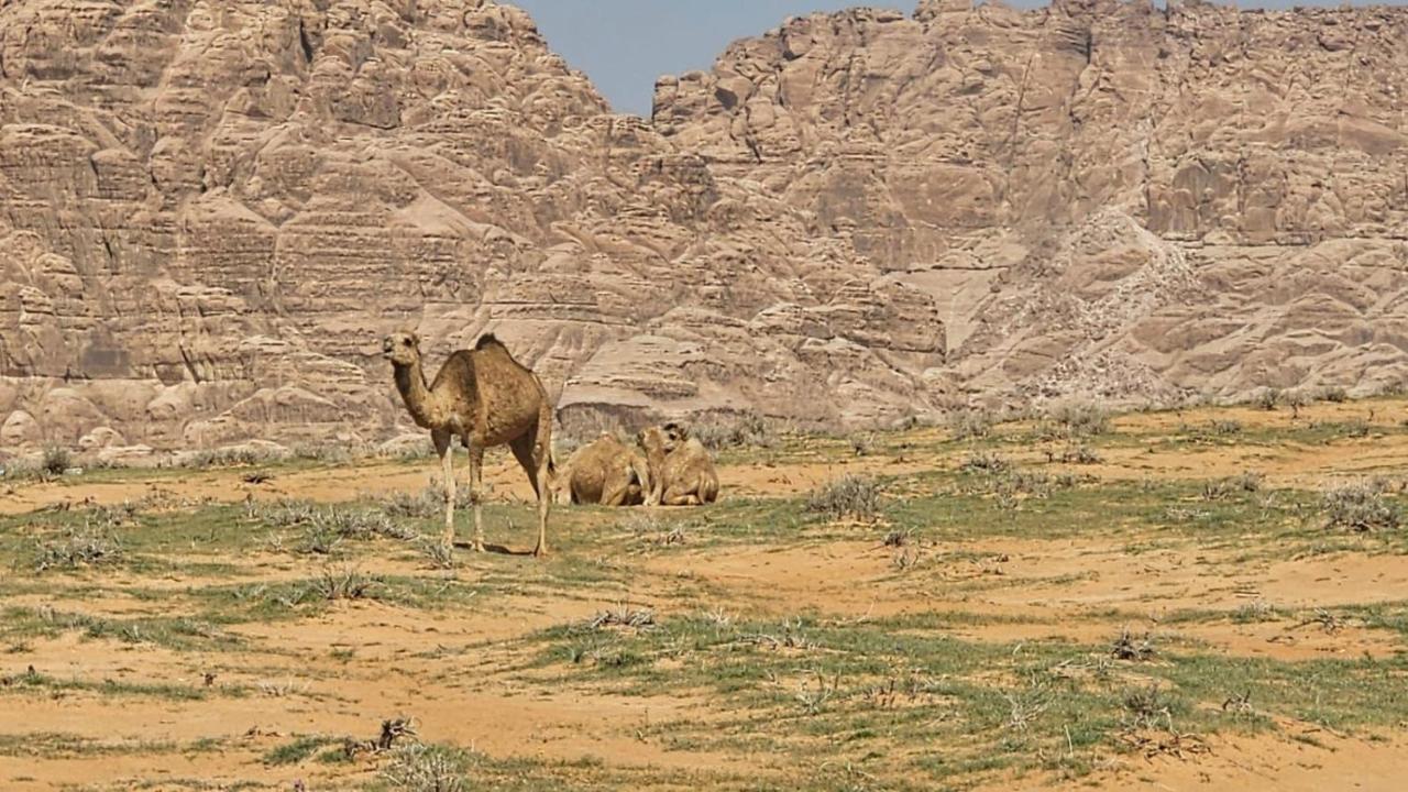 Tamim Luxury Wadi Rum Camp 外观 照片
